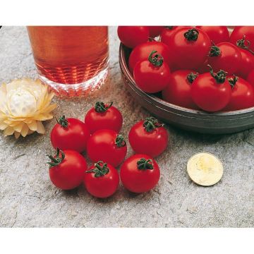 Tomate Supersweet100 greffée - Pot de 1litre