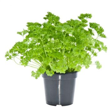 Persil simple - Pot de 2 litres