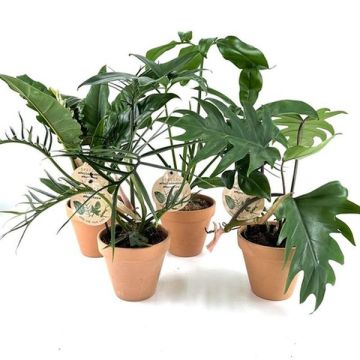 Philodendron - Pot en terre cuiteHauteur 40 cm - Pot de 13 cm
