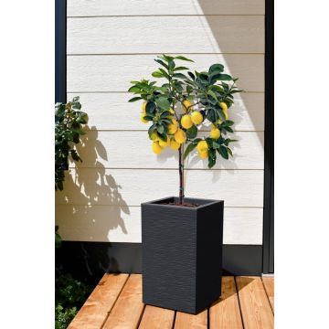Pot haut carré Graphit Up - 30 cm - 36 L - EDA - Anthracite
