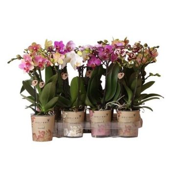 Phalaenopsis kolibri - 2 branches  - Pot de 9 cm