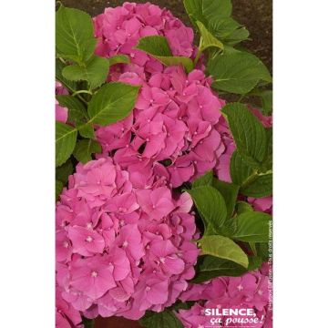 Hortensia - Rouge/Rose/Blanc/Bleu - Primeur - Contenant de 4,5 litres