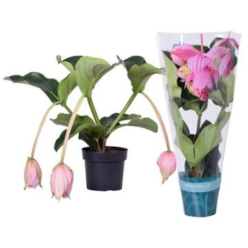 Medinilla magnifica - 2 à 3 fleurs -Pot de 17 cm - Hauteur 55 cm