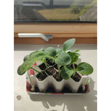 Kit de germination L 13 plants - Germie