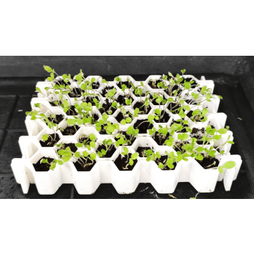 Kit de germination S 41 plants - Germie