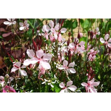 Gaura - Pot de 2 litres