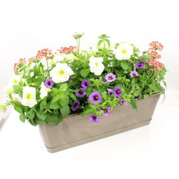 Jardinière fleurie - Association de sais on - Jardinière de 40 cm