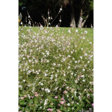 Gaura - Pot de 0,5 litre