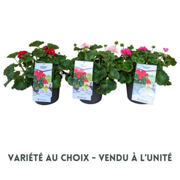 Géranium zonal - Pot de 4,6 litres