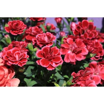 Oeillet collection - Coupe de 23 cm