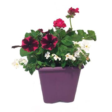 Potée plantes Variées- Potée de 4,6 litr es