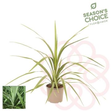 Cordyline australis verteContenant de 4 litres