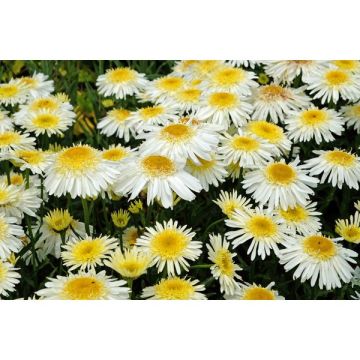 Leucanthemum - Pot de 2 litres