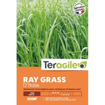 Ray grass Italie - Teragile - 500 g