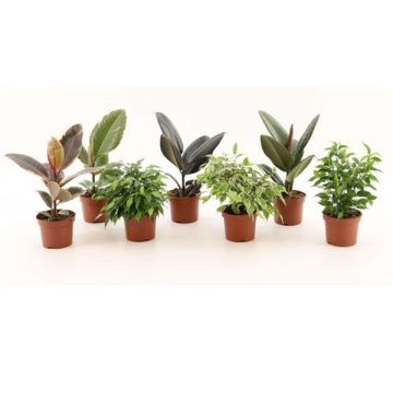FICUS MIX P12