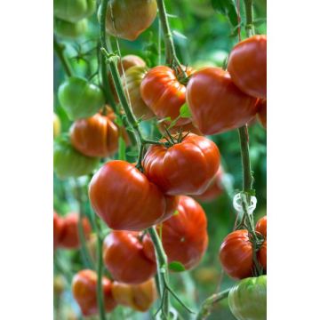 Tomate gourmandia - Greffée Pot de 1 Litre