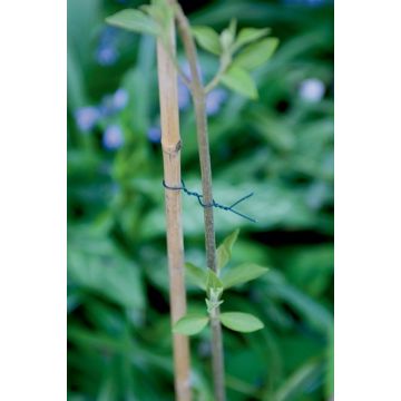Lien fil de fer plastifié FP-Fix - Nortene - 25 m