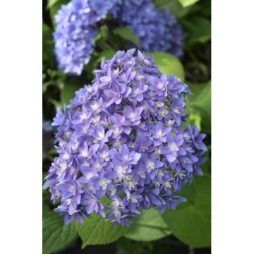 Hortensia primeur - Contenant de 5 litres