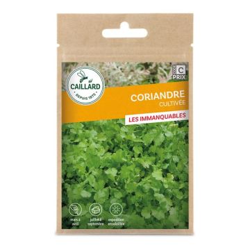 Coriandre cultivée - Caillard