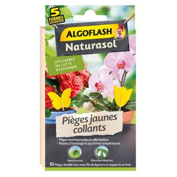  Pièges jaunes collants décoratifs - Algoflash - Lot de 10