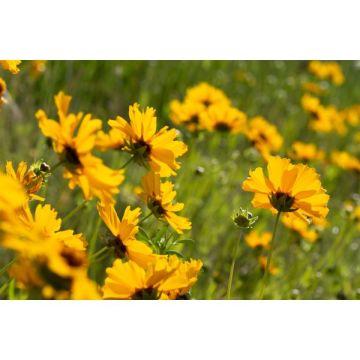 Coreopsis - Pot de 2 litres