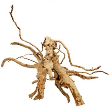 Racine naturelle araignée pour aquarium- 30 à 40 cm