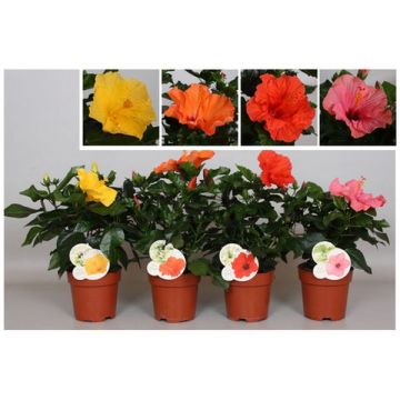 Hibiscus Fiori Grande variéPot de 13 cm