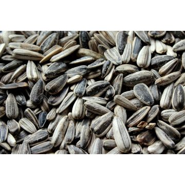 Graines de tournesol pour oiseaux - 3 kg