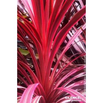 Cordyline australis cherry sensation - Contenant de 4,5 litres