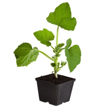 Concombre gynial - Pot de 1 litre