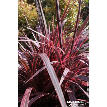 Cordyline banksii 'electric pink' - Contenant de 4,5 litres