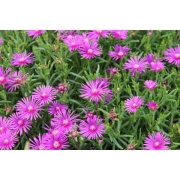 Delosperma - Pot de 0,5 litre