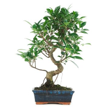 Bonsaï 8 ans