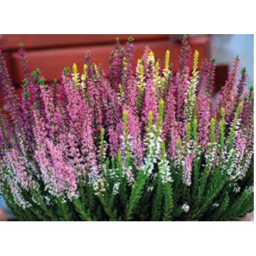Callune tricolor - Coupe de 23 cm