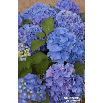 Hortensia primeur  - Variés - Contenantde 4,5 litres