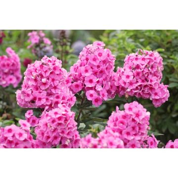 Phlox - Pot de 17 cm