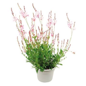 Gaura - Pot de 17 cm