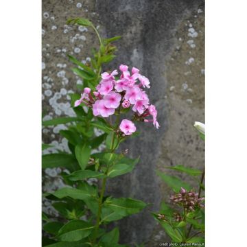 Phlox subulata - Variés - Pot de 2Litres