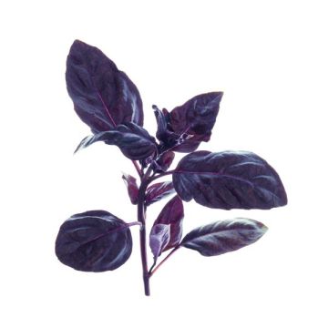 Basilic - Plante bleue - Contenant de 2, 5 litres