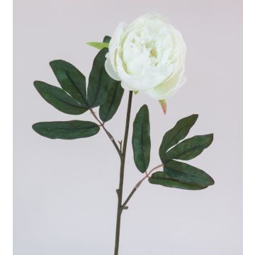 Pivoine - Arche Diffusion - Blanc - 65 cm