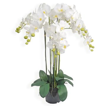 Pot Orchidées - Arche Diffusion - Blanc - 52 cm