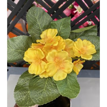 Piquet de primevères - Arche Diffusion - Orange - ∅ 21 cm