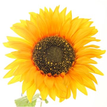 Tournesol - Arche Diffusion - Jaune - ∅ 21 x H 72 cm
