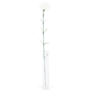 Oeillet - Arche Diffusion - Blanc - 62 cm
