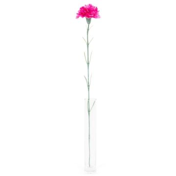 Oeillet - Arche Diffusion - Fuchsia - 62 cm