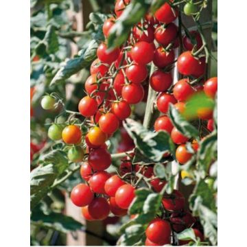 Tomate crokini - Pot de 0,5 litres
