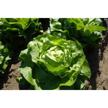 Laitue Adelys - Barquette de 12 plants
