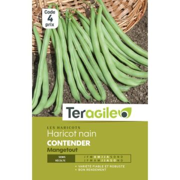 Haricot nain mangetout contender - Graines - Teragile