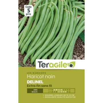 Haricot nain extra-fin sans fil delinel- Graines - Teragile