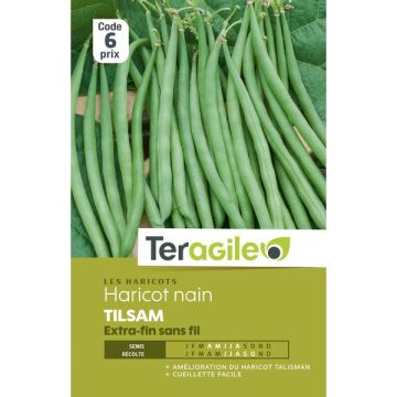 Haricot nain extra-fin sans fil Tilsam - Graines - Teragile